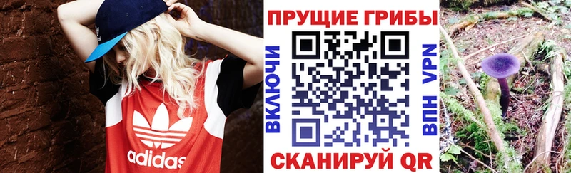 Псилоцибиновые грибы Psilocybine cubensis  Питкяранта 